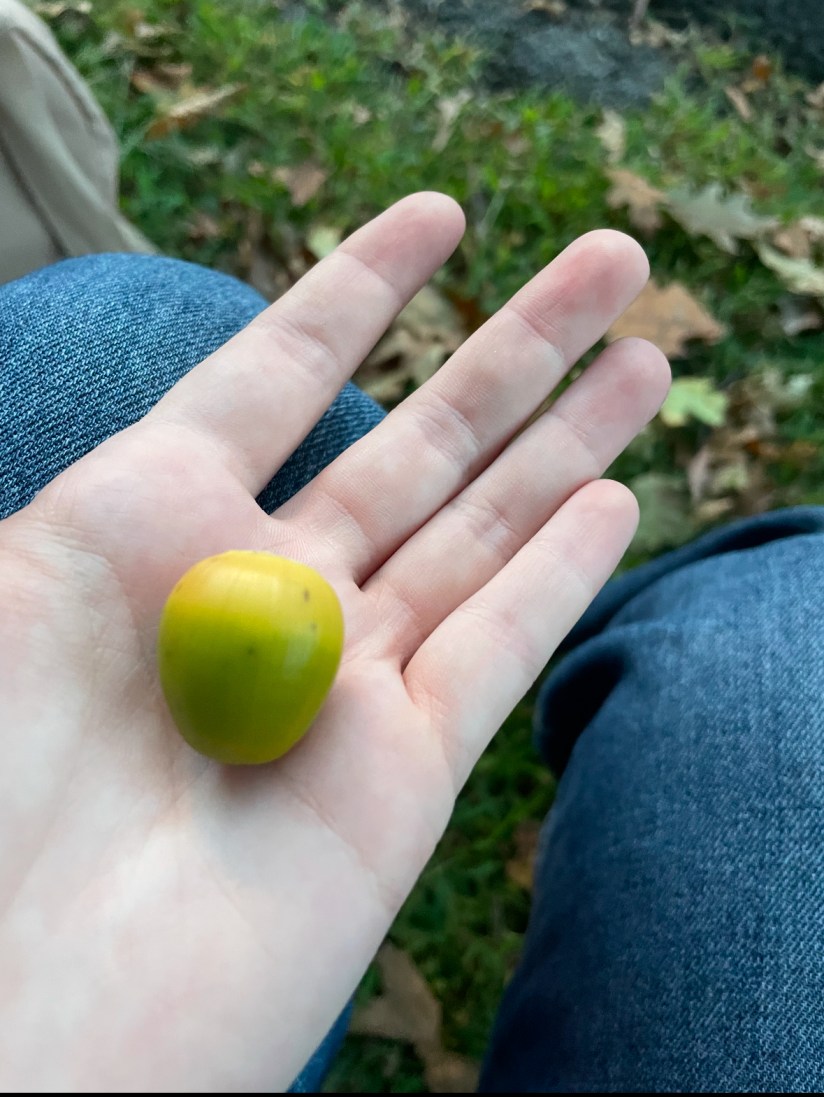 a hand holding a small green acorn.